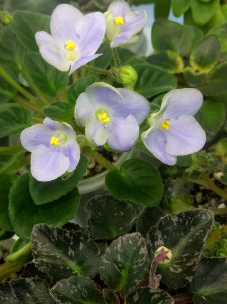 19 mar - LE Son Trava