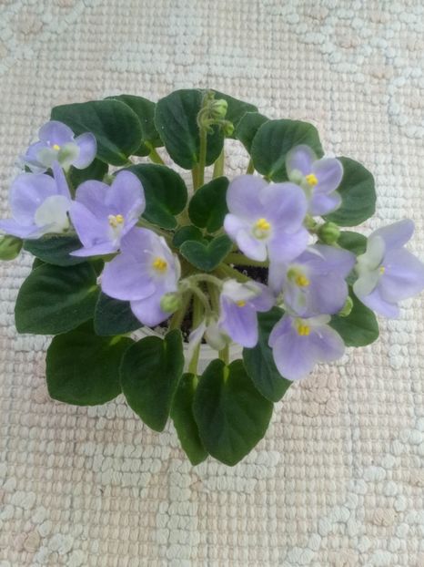 19 mar - LE Son Trava