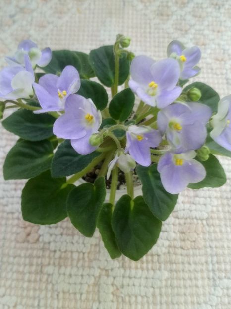 19 mar - LE Son Trava