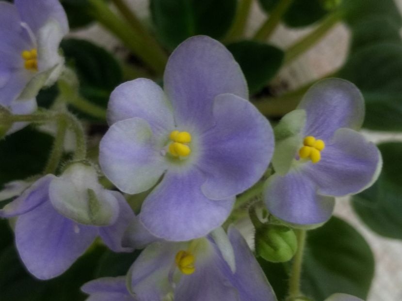 19 mar - LE Son Trava