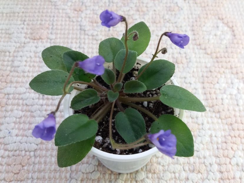 16 mar - ZZ Lilla Blacklokan