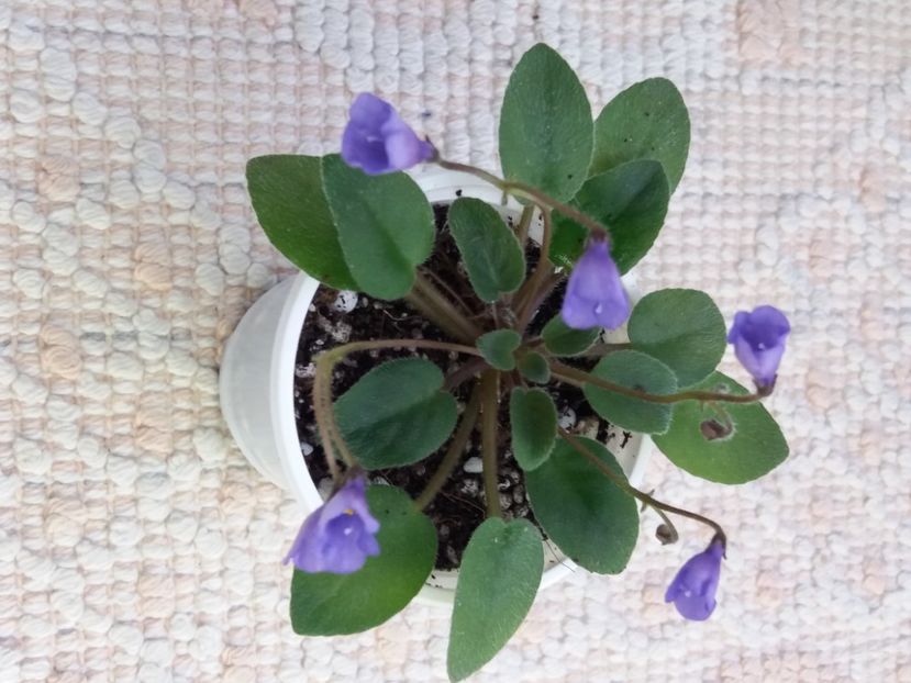 16 mar - ZZ Lilla Blacklokan