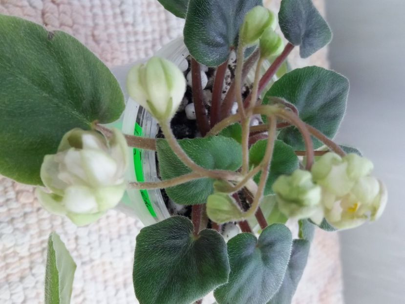 16 mar - LE Wild Hops