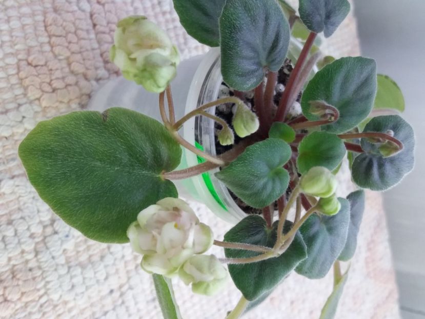 16 mar - LE Wild Hops