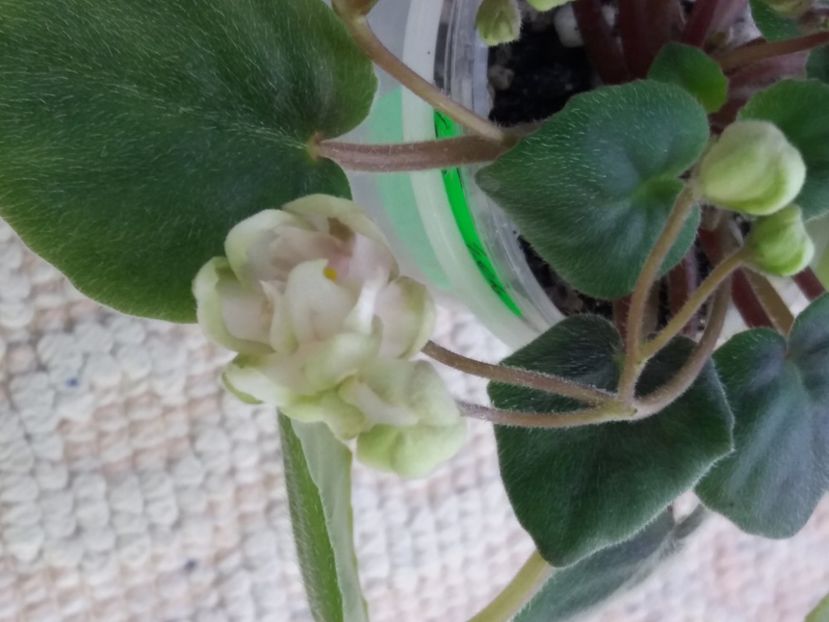 16 mar - LE Wild Hops