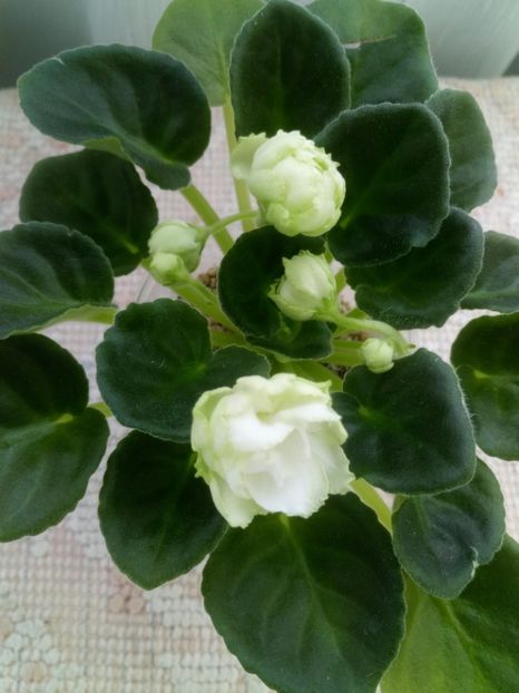 19 mar - ZZ Irish Glen