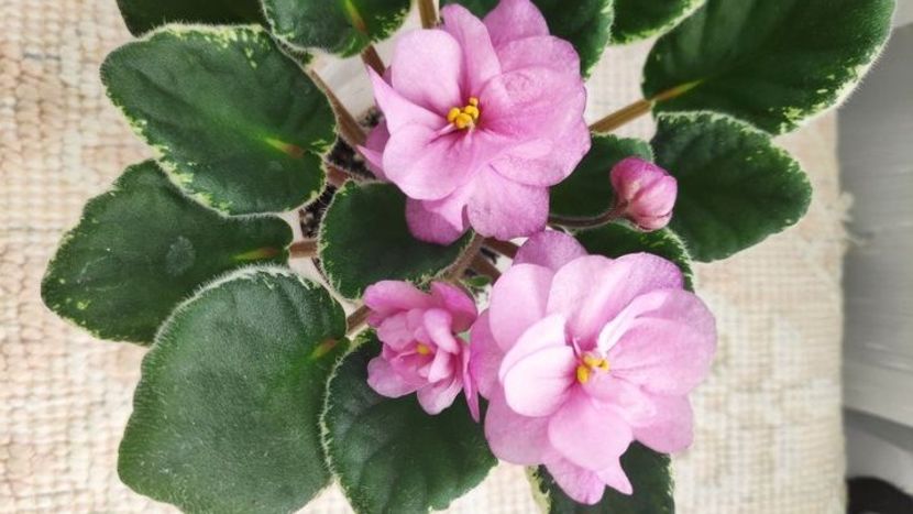 4 apr - ZZ Ma s Show Girl