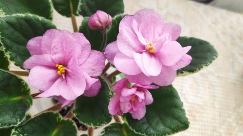 4 apr - ZZ Ma s Show Girl