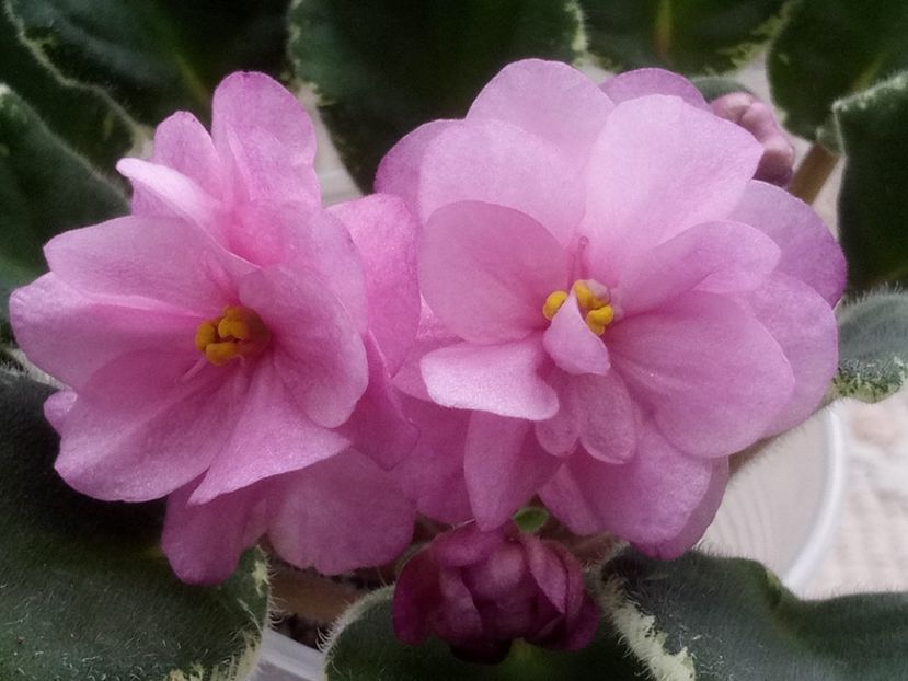 31 mar - ZZ Ma s Show Girl