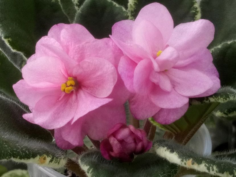 31 mar - ZZ Ma s Show Girl