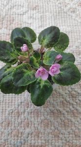 4 apr - NL Morning Early