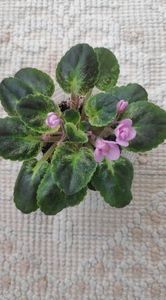 4 apr - NL Morning Early