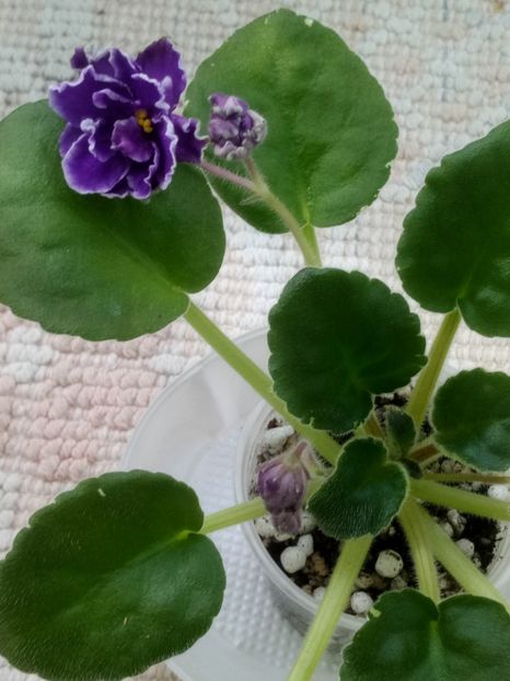 5 mar - ZZ Dixie Doris