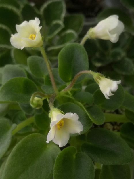 5 mar - Senk s Alchemy Yellow Bells