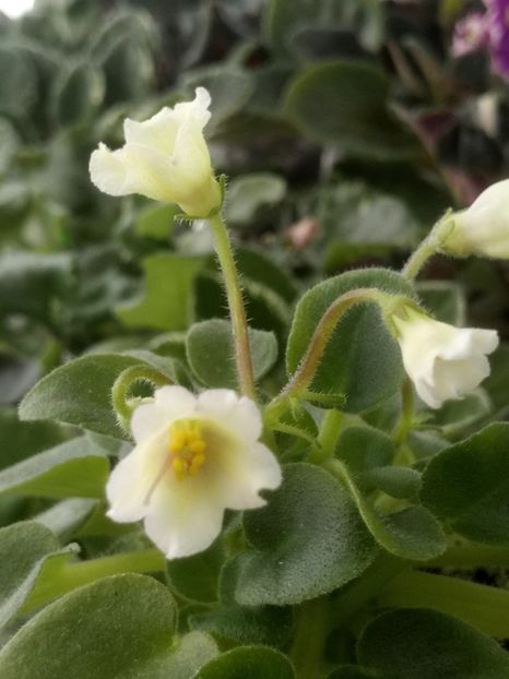 5 mar - Senk s Alchemy Yellow Bells