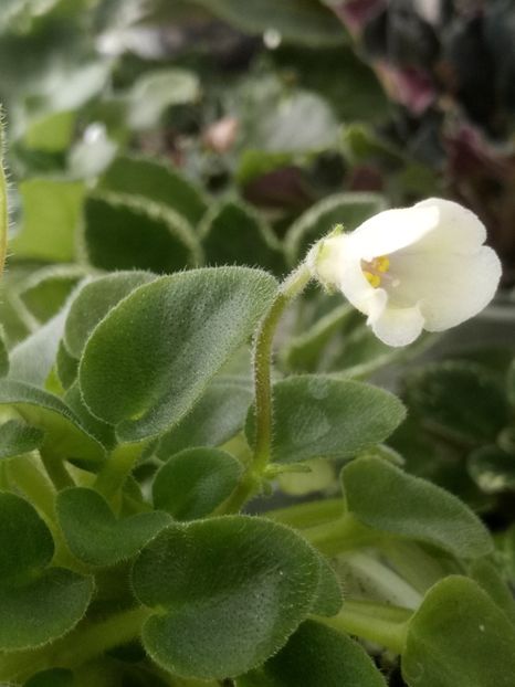 5 mar - Senk s Alchemy Yellow Bells