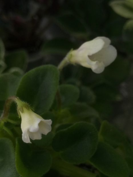 5 mar - Senk s Alchemy Yellow Bells