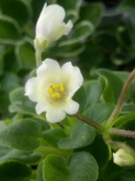 5 mar - Senk s Alchemy Yellow Bells