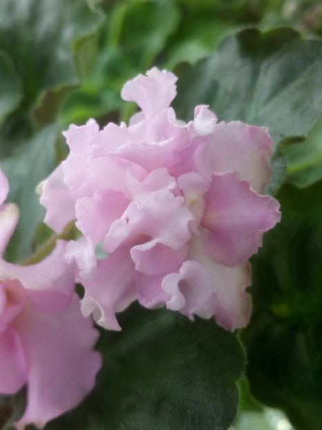 31 mar - KZ Danochka