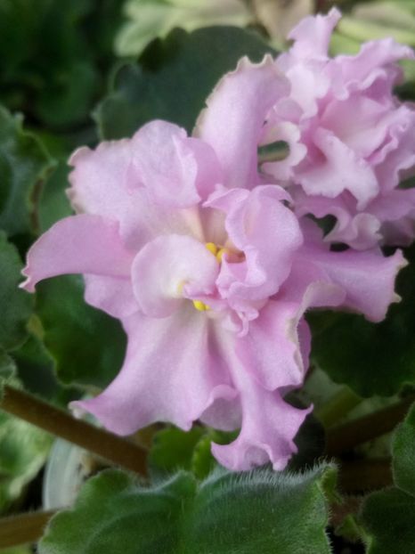 31 mar - KZ Danochka