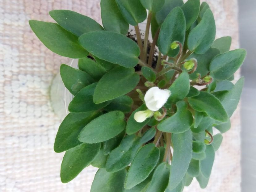 16 mar - Chantaspring