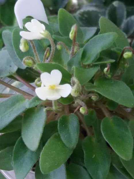 23 mar - Chantaspring