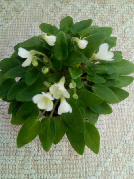 2 apr - Chantaspring