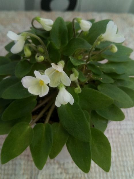 2 apr - Chantaspring