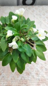 4 apr ( - Chantaspring