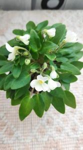 4 apr - Chantaspring