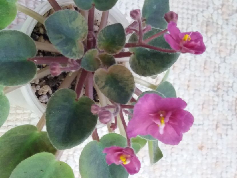 16 mar - ZZ Rob s Squeeze Toy