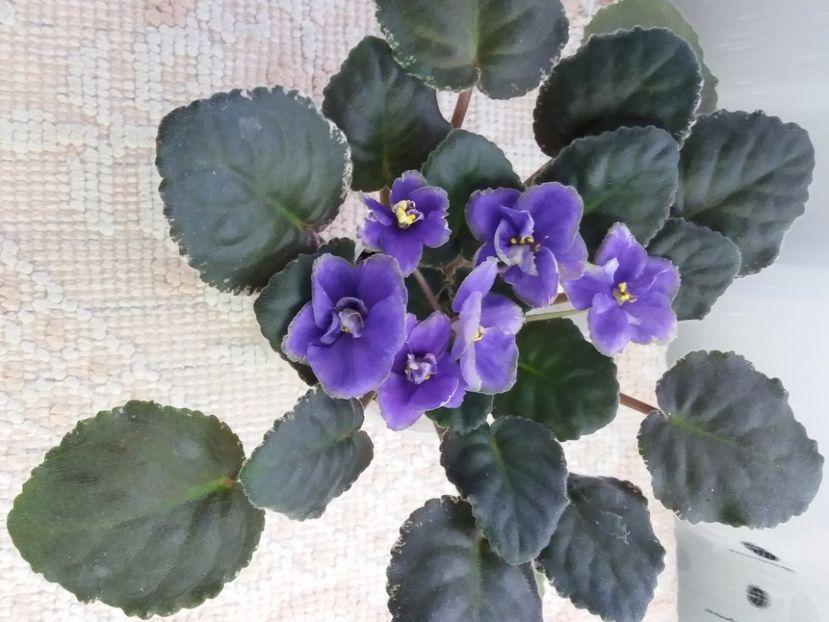 16 mar - ND Muranskoye Steklo