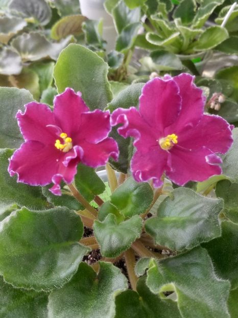 31 mar - AV Mother Heart