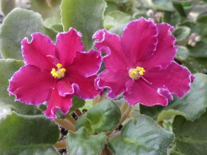 31 mar - AV Mother Heart