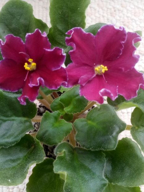 31 mar - AV Mother Heart