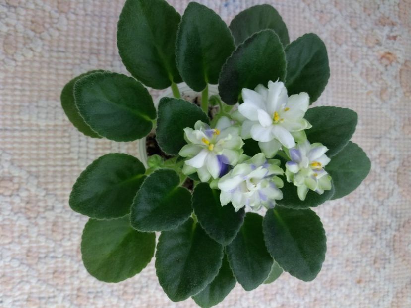 16 mar - N Snezhnyi Georgin