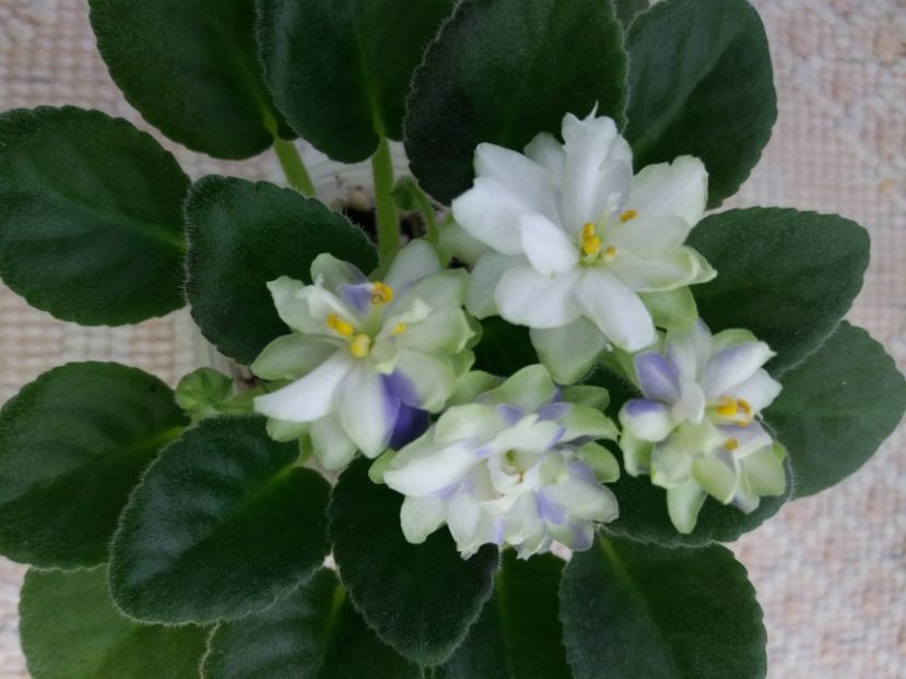 16 mar - N Snezhnyi Georgin