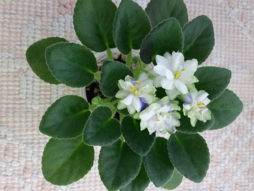 16 mar - N Snezhnyi Georgin