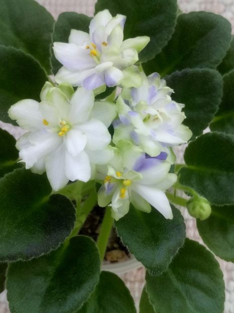 19 mar - N Snezhnyi Georgin