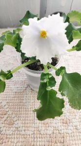 4 apr - OS Dance of Little Swans