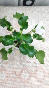 4 apr - OS Dance of Little Swans