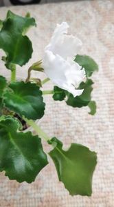 4 apr - OS Dance of Little Swans