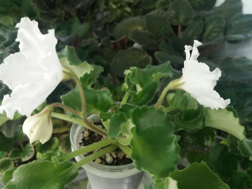 8 apr - OS Dance of Little Swans