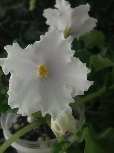 8 apr - OS Dance of Little Swans