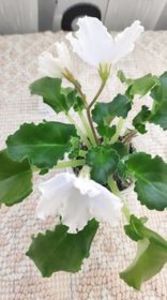 10 apr - OS Dance of Little Swans