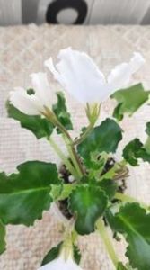 10 apr - OS Dance of Little Swans