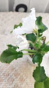 10 apr - OS Dance of Little Swans