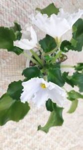 10 apr - OS Dance of Little Swans