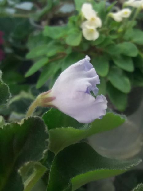 8 apr - OS Beliye Nochy