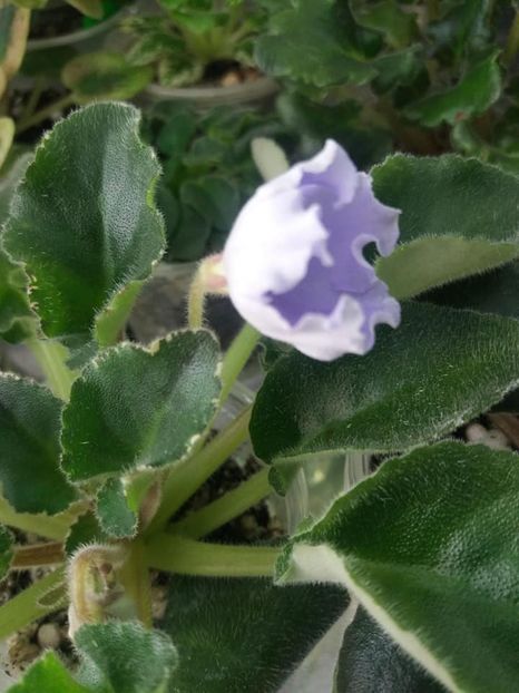 8 apr - OS Beliye Nochy